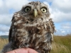 A Little Owl found near Aberdaron