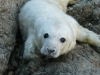 A Seal spotted near Aberdaron