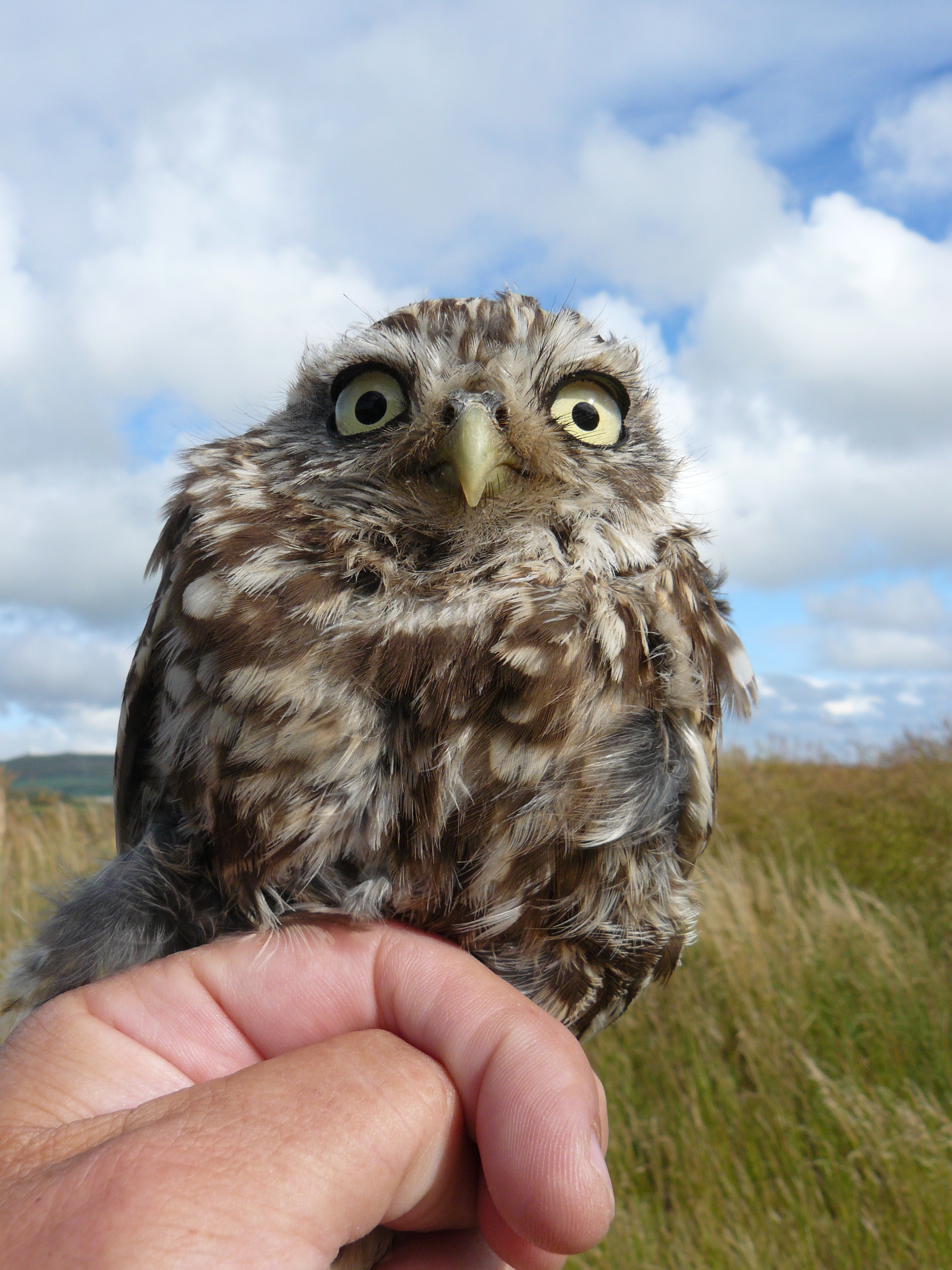 Little Owl seen at Aberdaron near the TyNewydd
