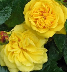 lemon-rose