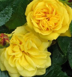 lemon-rose